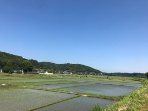 【青空のコントラストと水田から森への緑のコントラストが美しい葉山島での１枚】