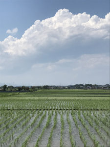 【入道雲のようにどこまでも広い新戸の水田地帯から１枚】