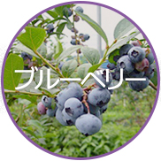 ブランド化推進品目「ブルーベリー」