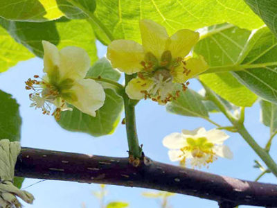 キウイの開花＆やまといもの食べ方をご紹介