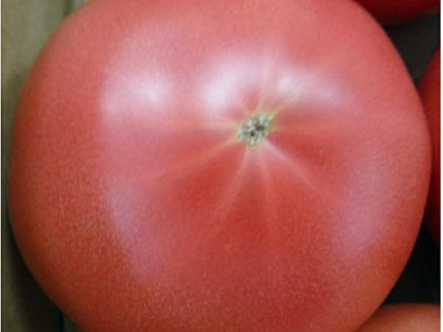夏野菜の代表「トマト」と「キュウリ」がおいしくできています！