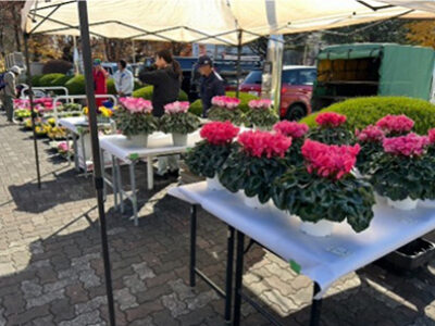 相模原の農産物、11月中旬~12月初めの動き 多様な動き